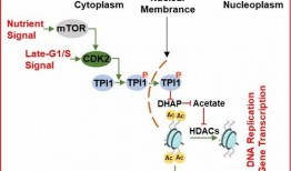 情人节物品光遇最新爆料,浪漫元素揭秘，甜蜜新品抢先看
