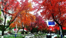 桂林最新新闻爆料视频播放,视频揭秘神秘事件！