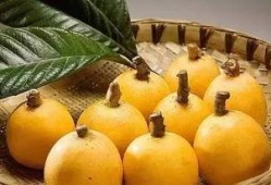 莆田最新爆料摘枇杷事件,摘枇杷事件引发热议