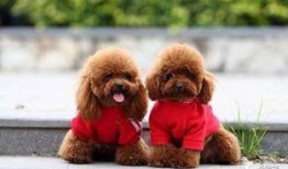 天门泰迪爆料视频最新,事件背后惊人真相