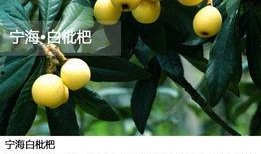 莆田最新爆料摘枇杷事件,摘枇杷事件引发热议