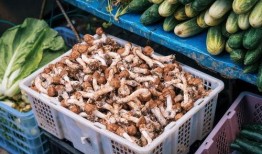 芒市吃瓜爆料最新事件,吃瓜爆料揭开最新神秘事件面纱