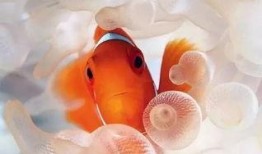 小丑鱼军需反场最新爆料,揭秘幕后真相与惊人内幕